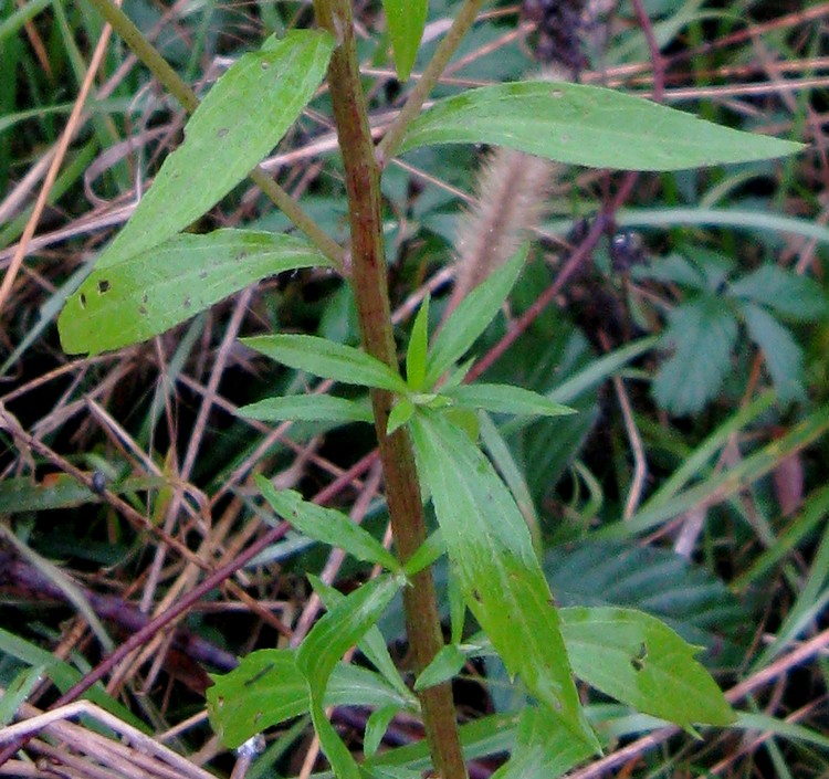 Erigeron annuus?